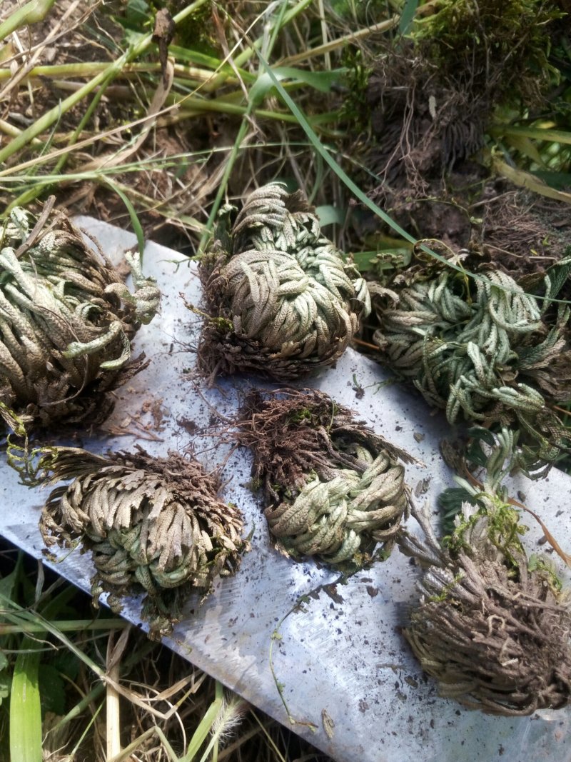 卷柏，也称还魂草，要大货的联系10元一公斤