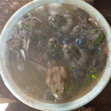 正宗野生牛蛙