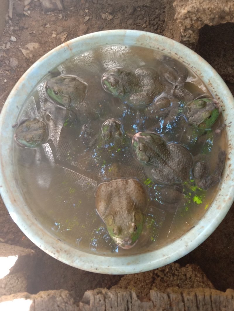 正宗野生牛蛙