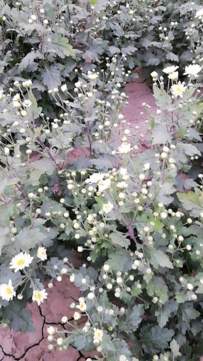 新鲜杭白菊