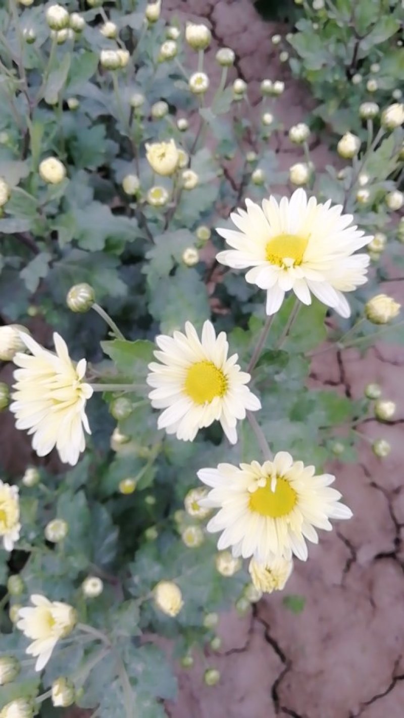新鲜杭白菊