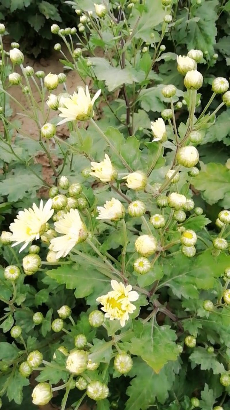 新鲜杭白菊