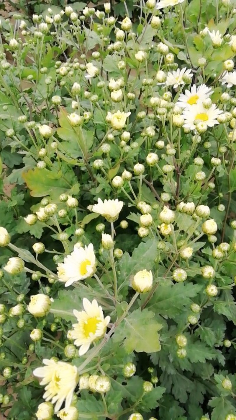 新鲜杭白菊