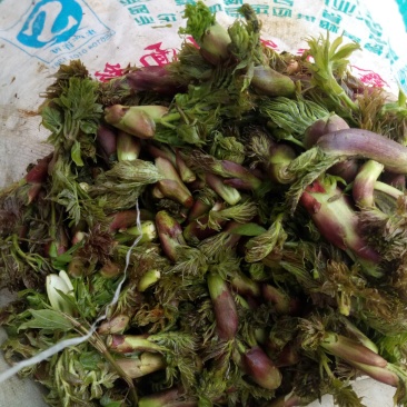 刺龙芽批发了