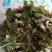 刺龙芽批发了