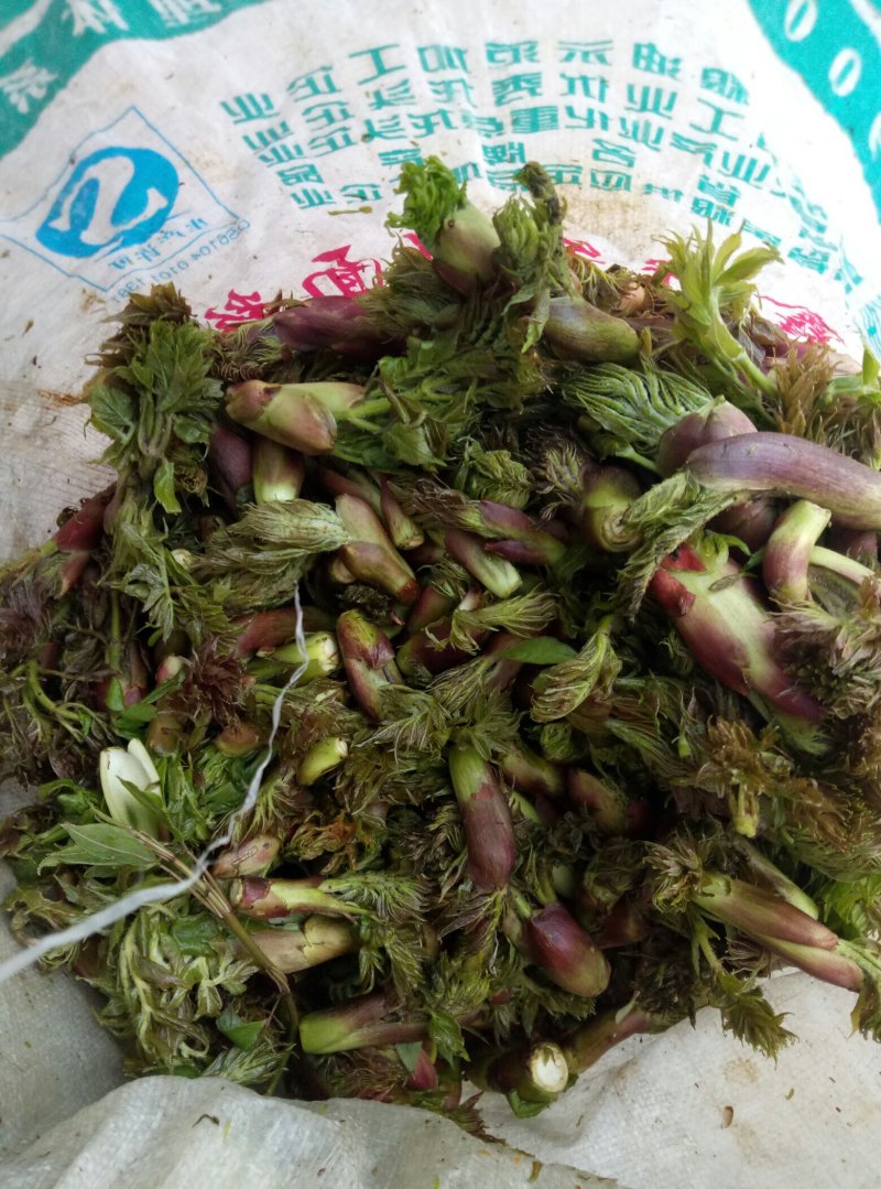 刺龙芽批发了