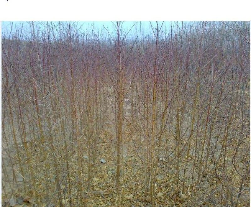 占地桃树2-3公分桃树，1公分1年毛苗基地直发质量保证