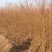 占地桃树2-3公分桃树，1公分1年毛苗基地直发质量保证