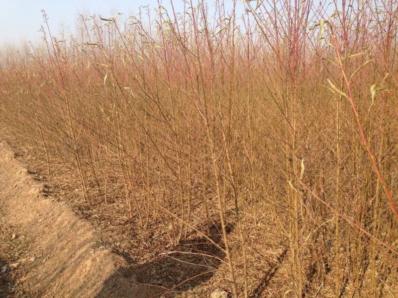 占地桃树2-3公分桃树，1公分1年毛苗基地直发质量保证