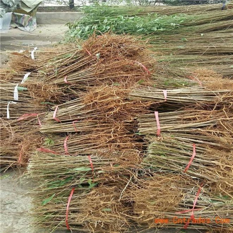 占地桃树2-3公分桃树，1公分1年毛苗基地直发质量保证