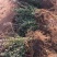 红叶小檗基地量大供应全国，包装精良，保质保量