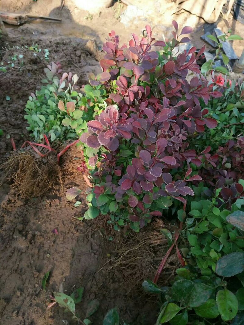 红叶小檗基地量大供应全国，包装精良，保质保量