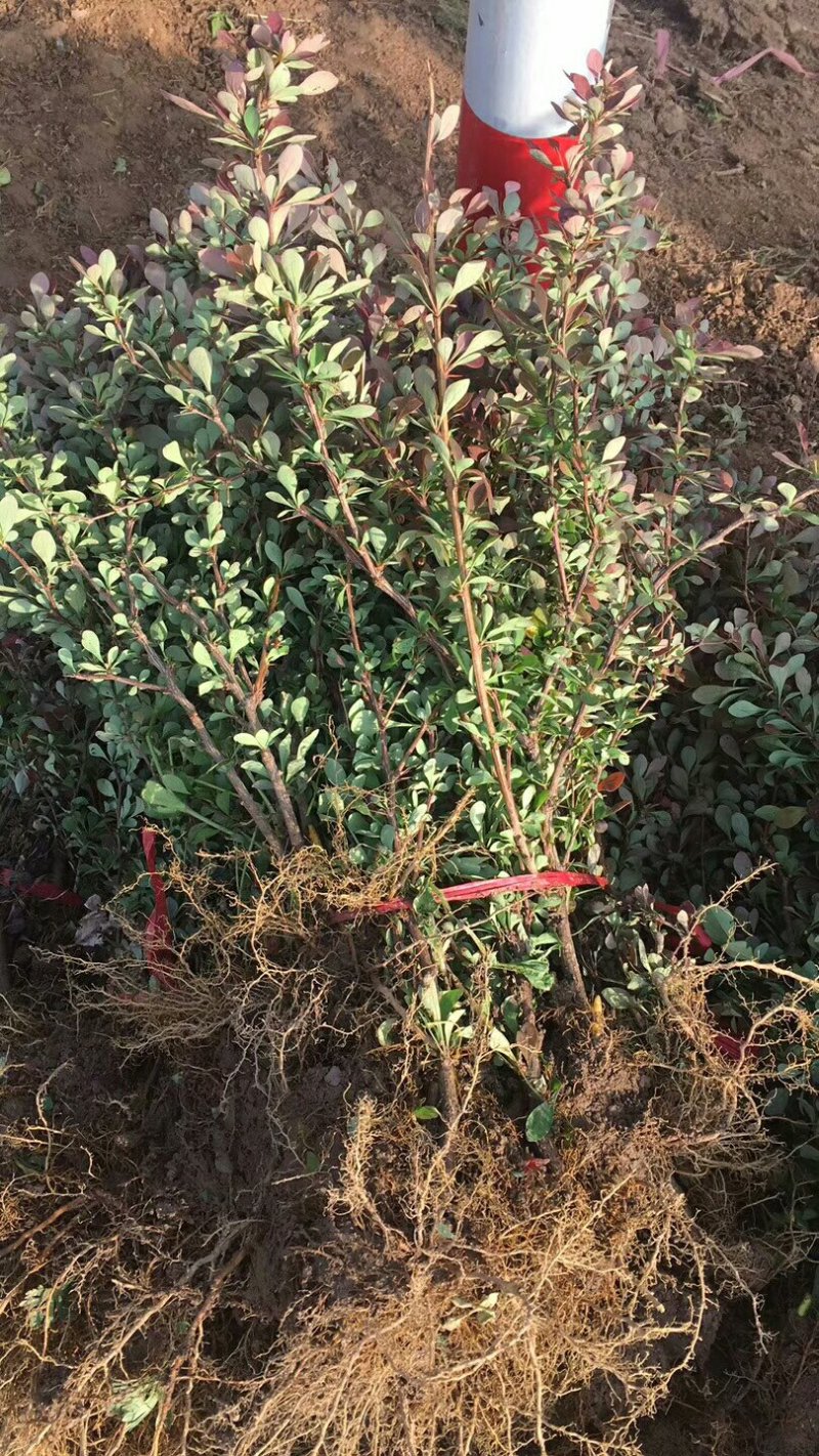 红叶小檗基地量大供应全国，包装精良，保质保量