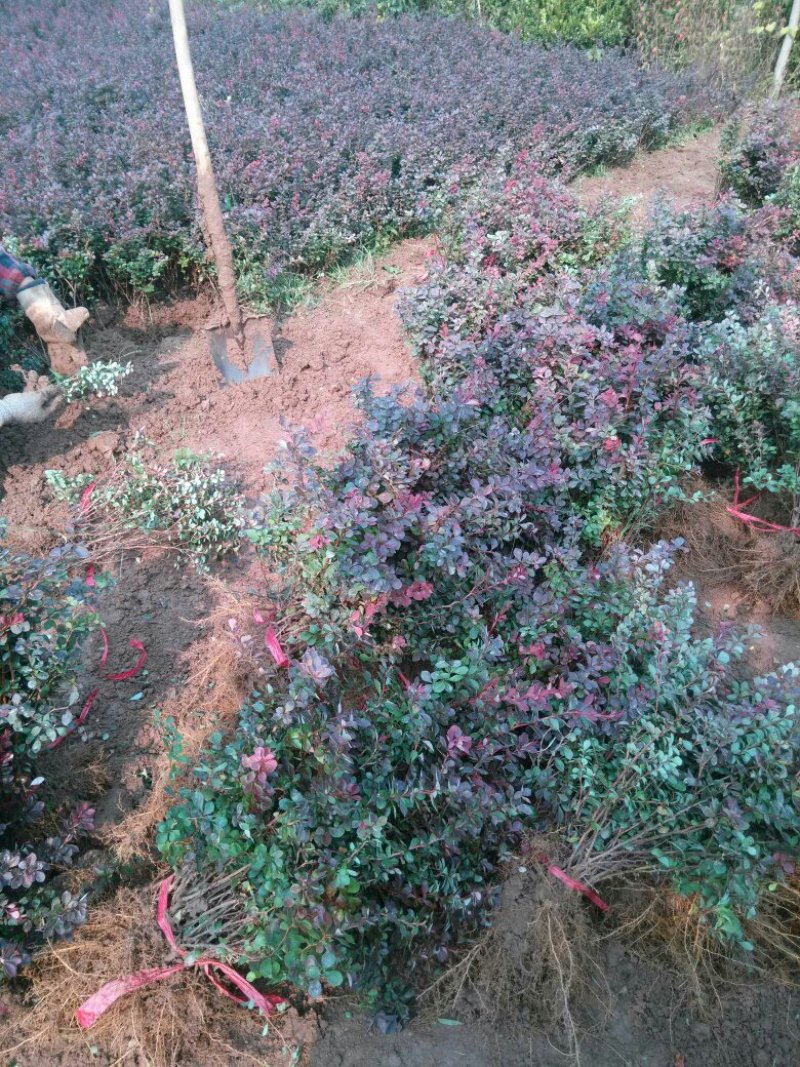 红叶小檗基地量大供应全国，包装精良，保质保量