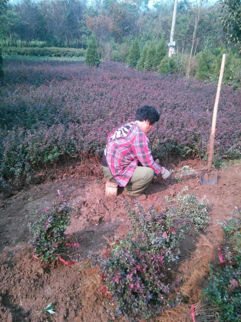 红叶小檗基地量大供应全国，包装精良，保质保量