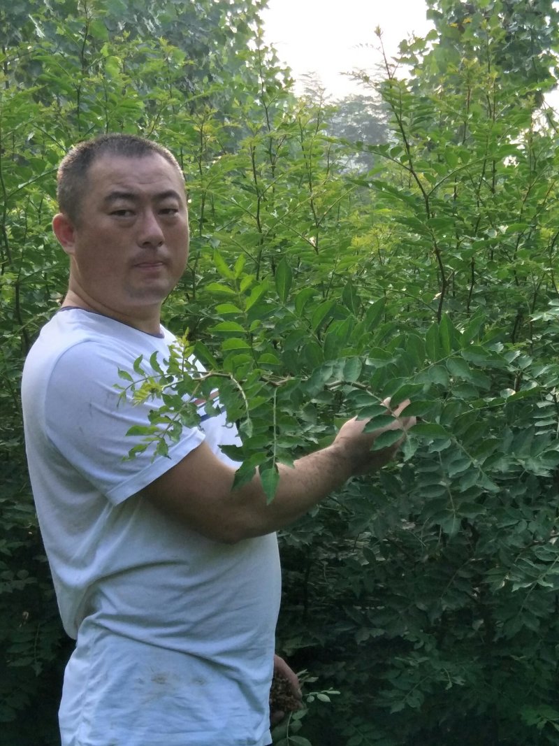永青一号花椒苗大红袍花椒种子崔芽方法种植技术