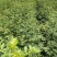 永青一号花椒苗大红袍花椒种子崔芽方法种植技术