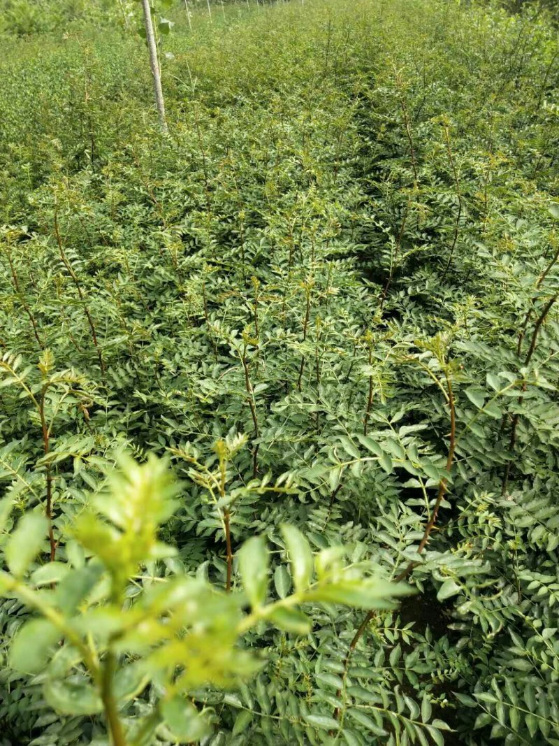 永青一号花椒苗大红袍花椒种子崔芽方法种植技术