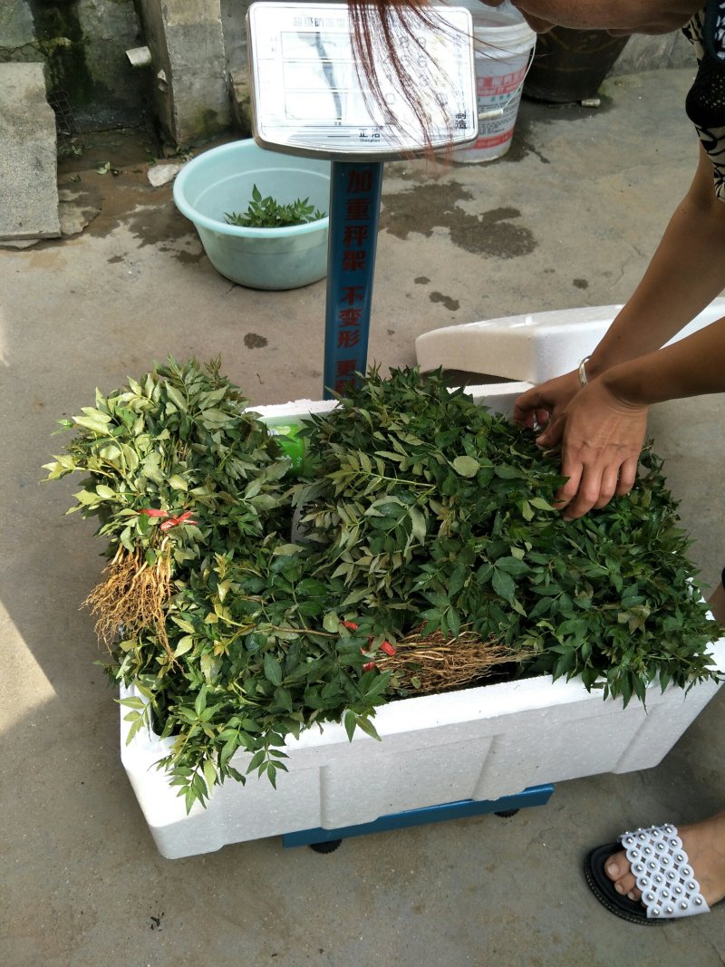 永青一号花椒苗大红袍花椒种子崔芽方法种植技术