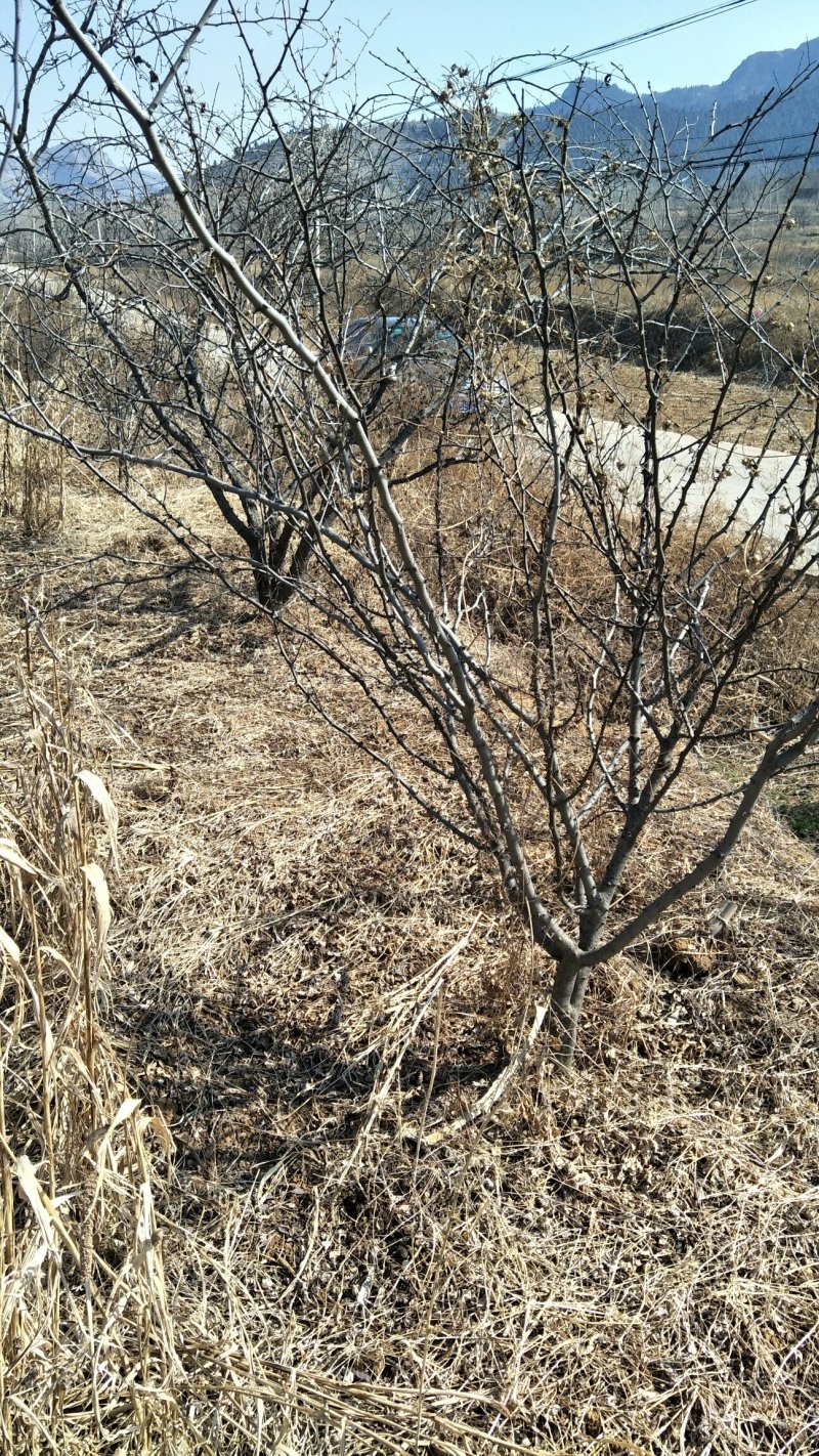 永青一号花椒苗大红袍花椒种子崔芽方法种植技术
