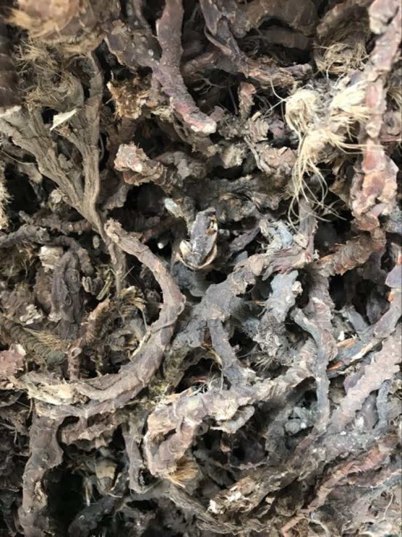 石菖蒲大统货。统条