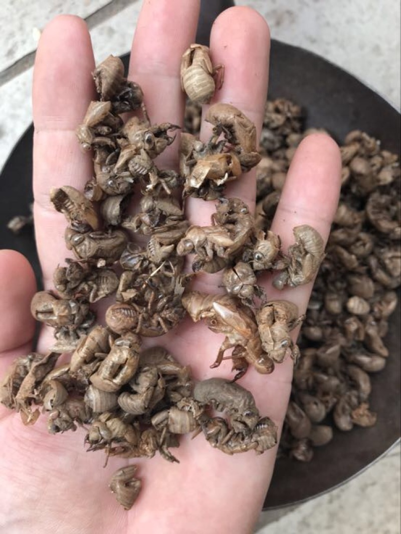 进口缅甸小蝉蜕统货。