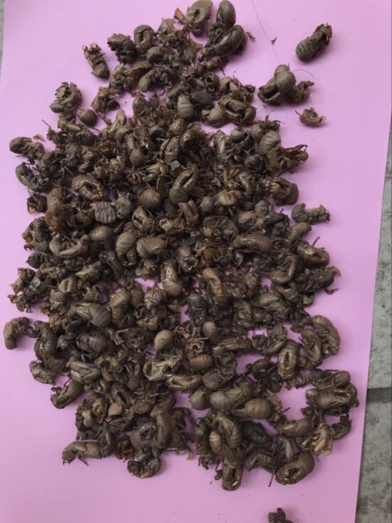 进口缅甸小蝉蜕统货。