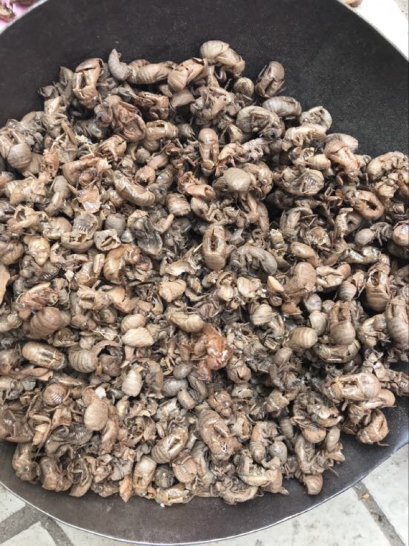 进口缅甸小蝉蜕统货。