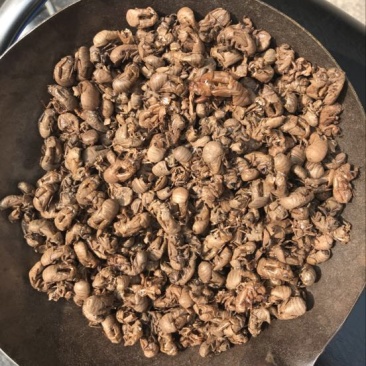 进口缅甸小蝉蜕统货。