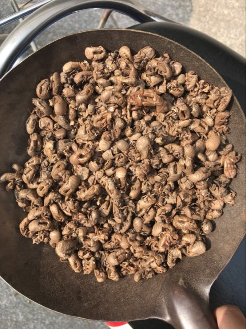 进口缅甸小蝉蜕统货。