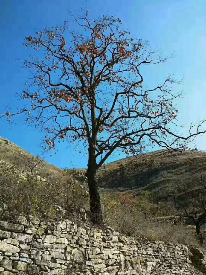 山东泰安柿饼