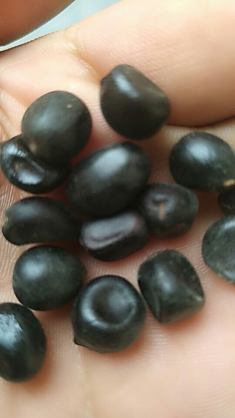 牡丹籽油