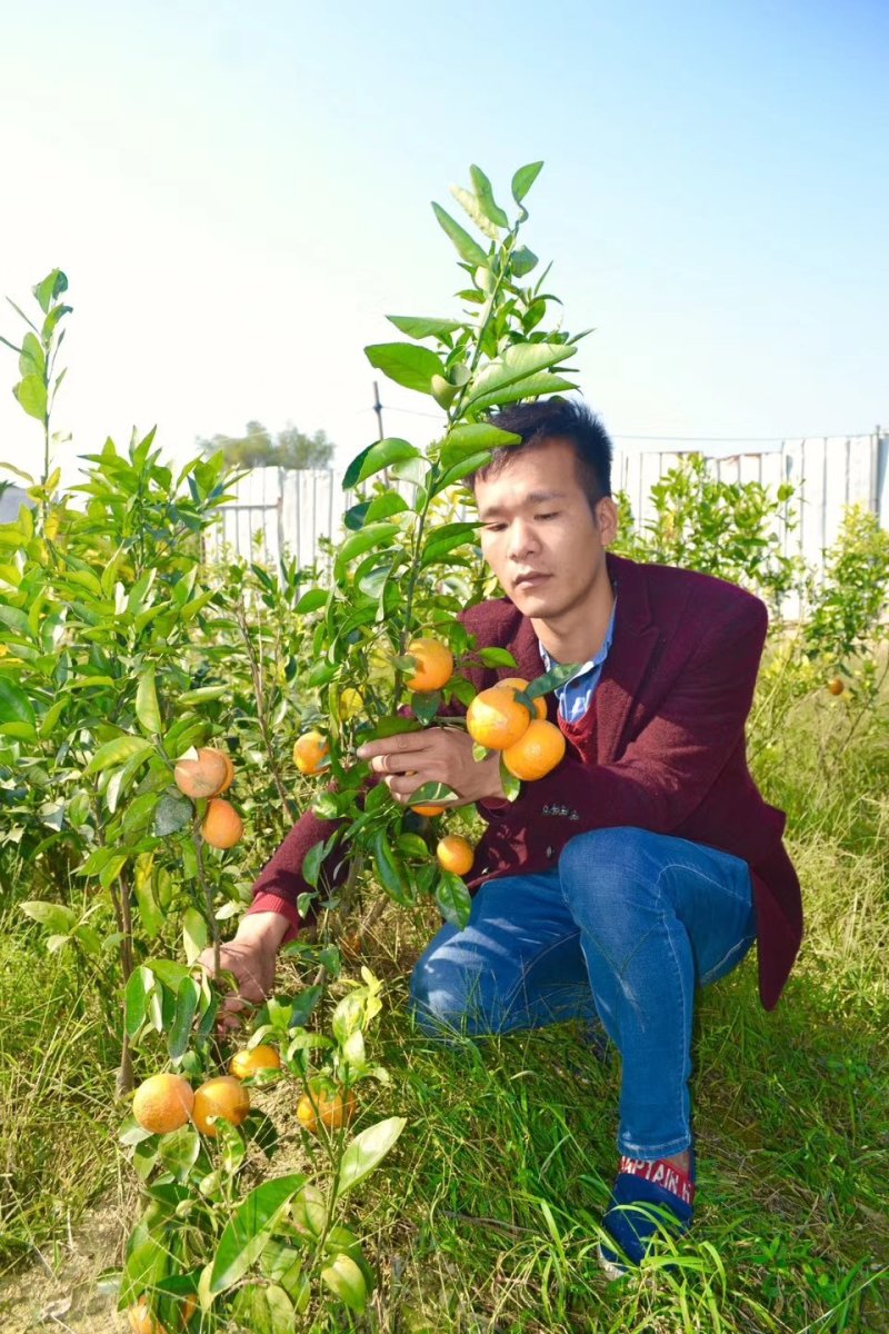 沃柑苗30~50cm