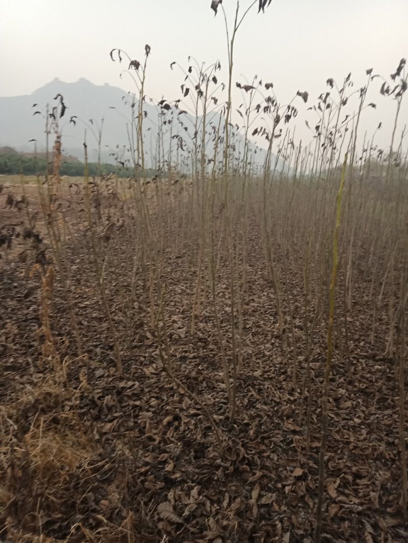 大量出售核桃树苗！和各种规格的核桃树！占地树！