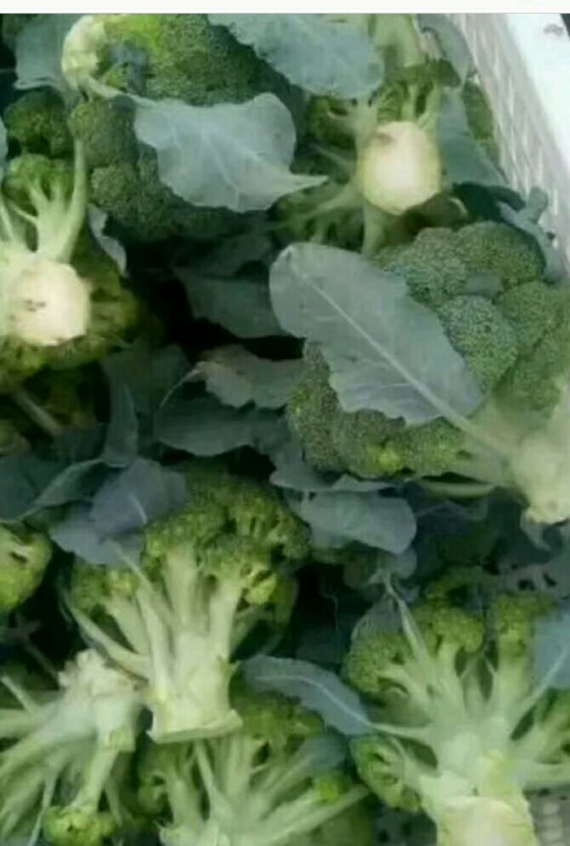 西兰花，生菜，苦菊