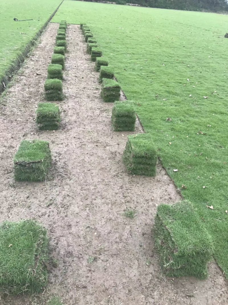 园林城中村拆旧改新工程草卷草皮草抉楼盘工地台湾草马尼拉草
