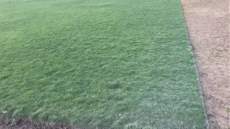 园林城中村拆旧改新工程草卷草皮草抉楼盘工地台湾草马尼拉草