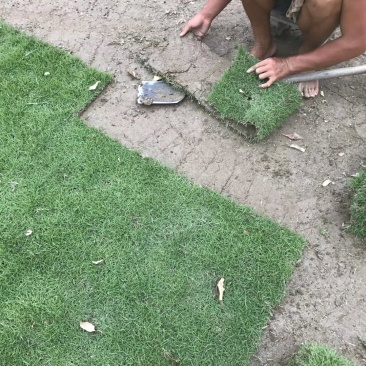 园林城中村拆旧改新工程草卷草皮草抉楼盘工地台湾草马尼拉草