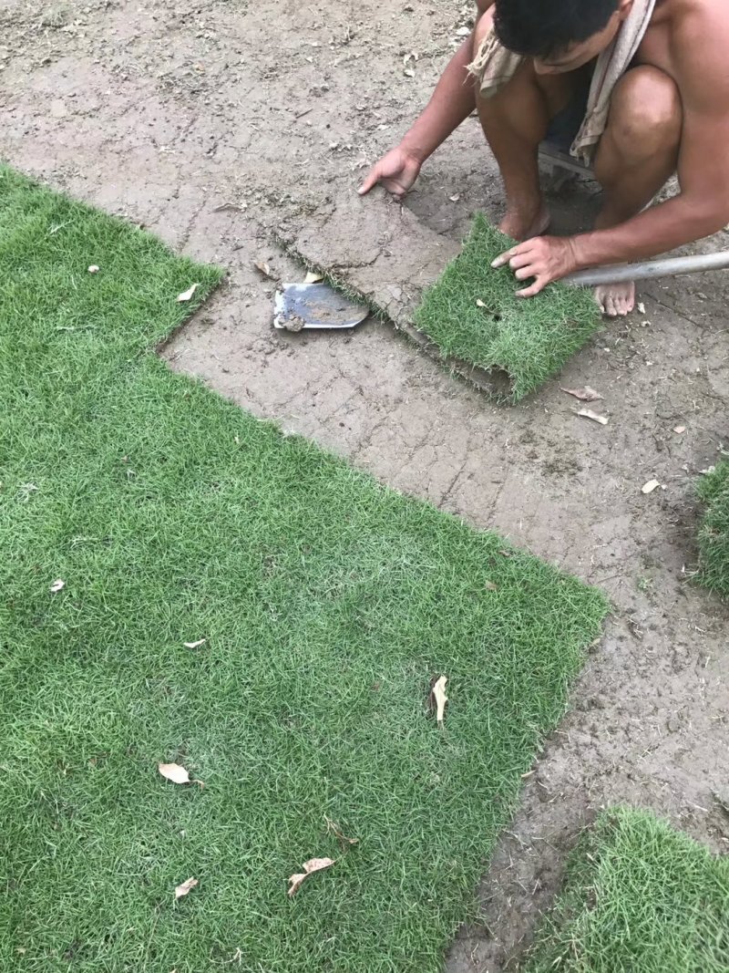 园林城中村拆旧改新工程草卷草皮草抉楼盘工地台湾草马尼拉草