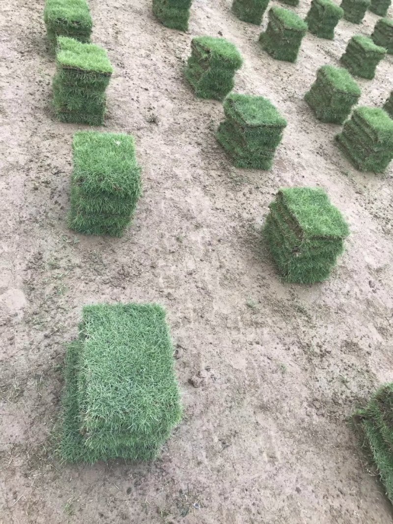 园林城中村拆旧改新工程草卷草皮草抉楼盘工地台湾草马尼拉草