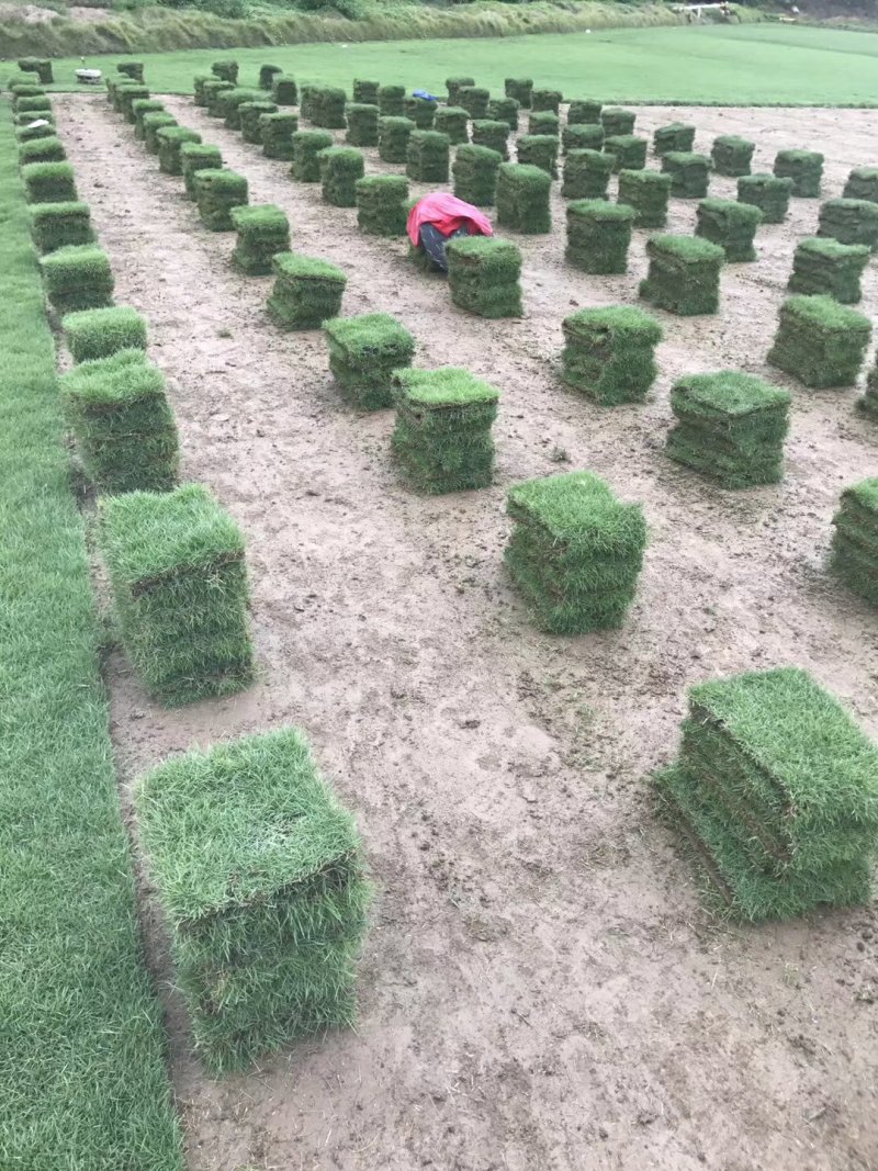 园林城中村拆旧改新工程草卷草皮草抉楼盘工地台湾草马尼拉草