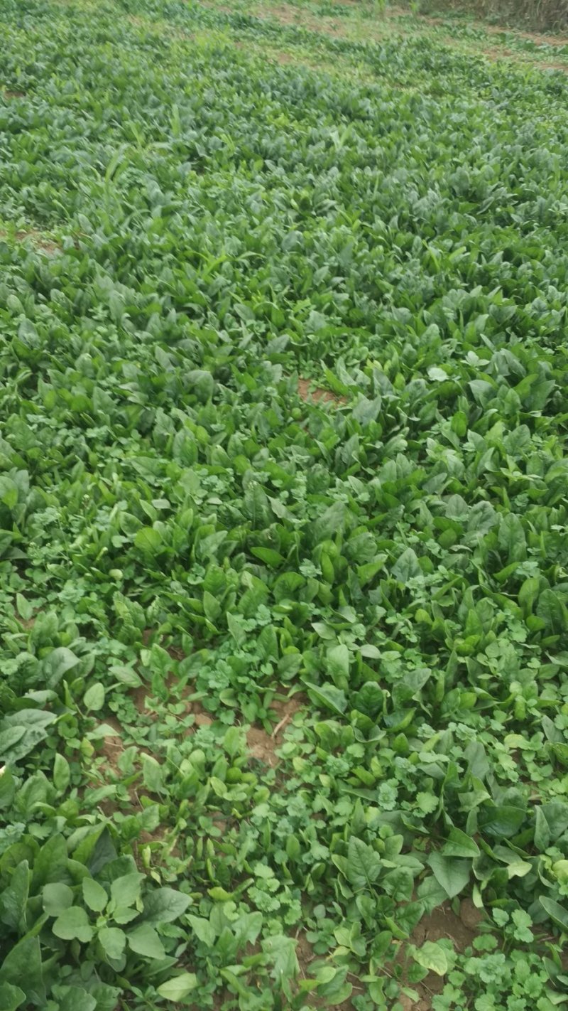菠菜
