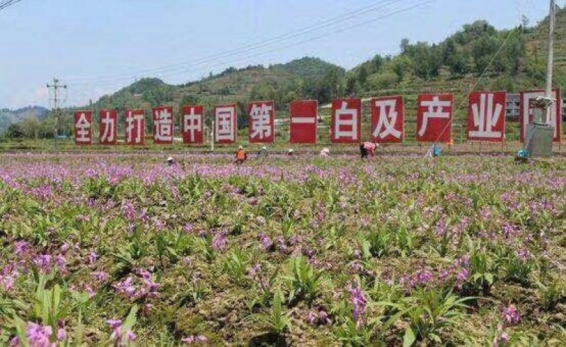 紫花三叉大白及