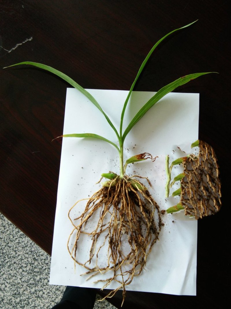 紫花三叉大白及