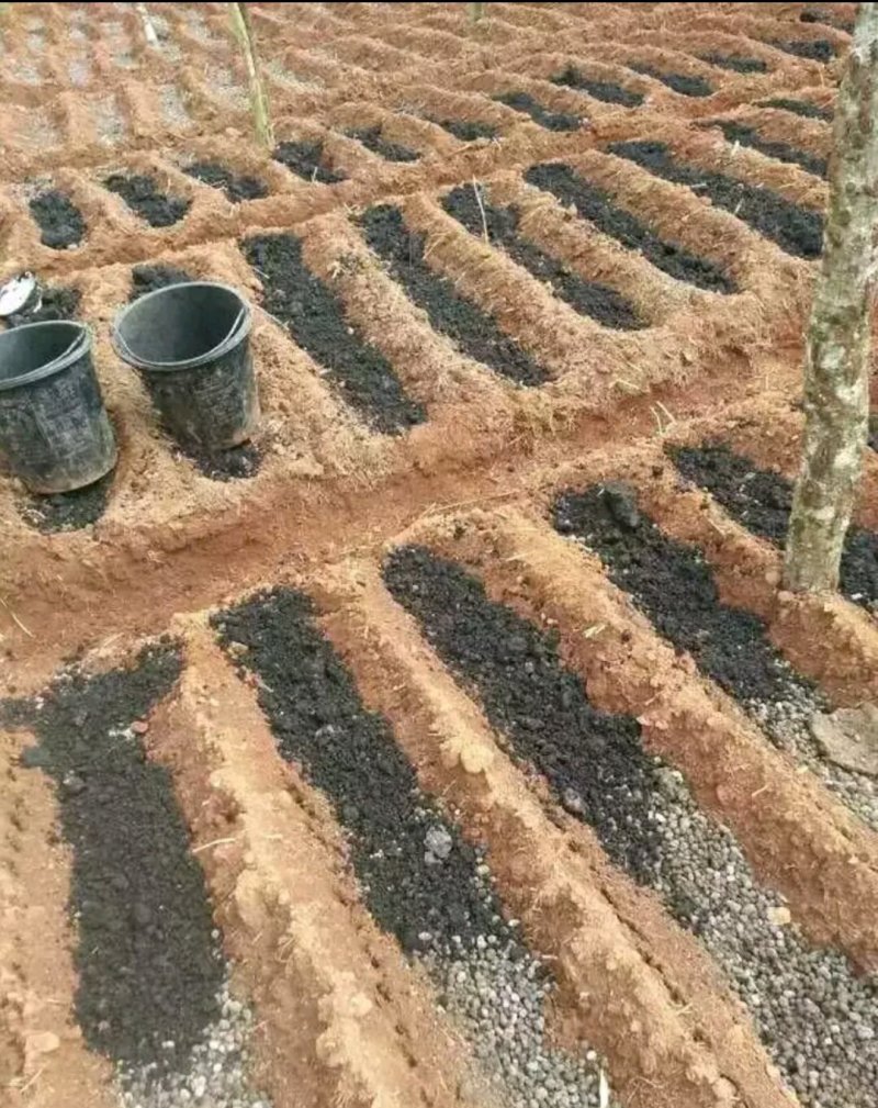 紫花三叉大白及