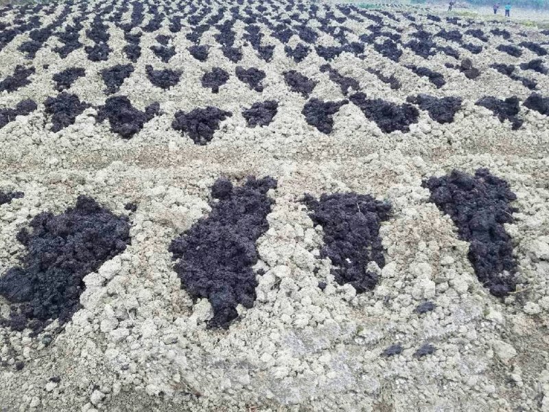 紫花三叉大白及