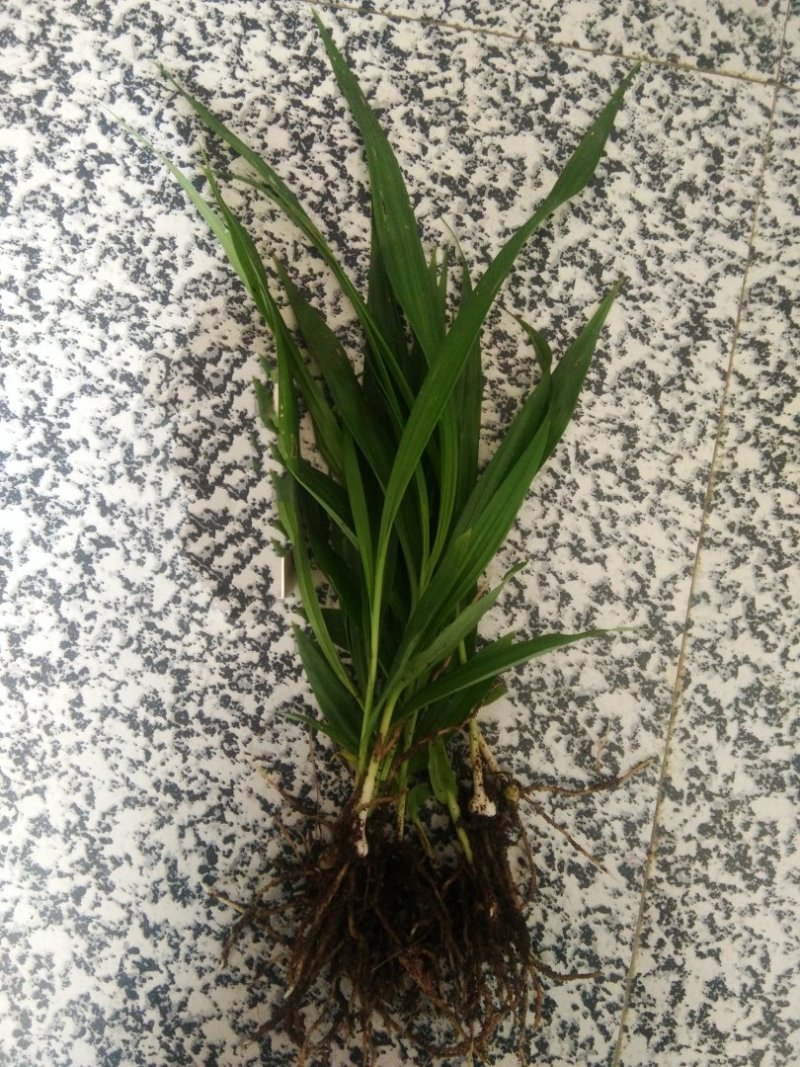 紫花三叉大白及