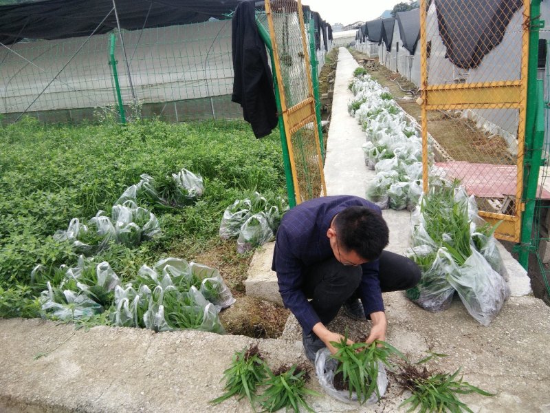 紫花三叉大白及