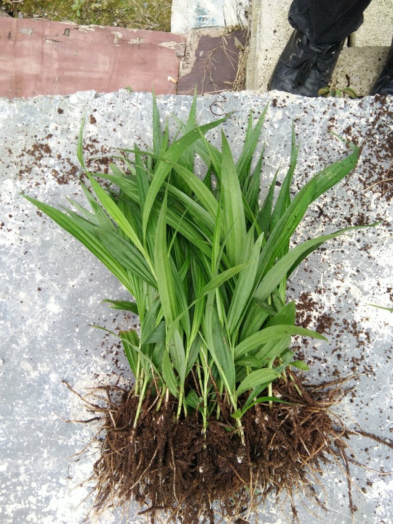 紫花三叉大白及
