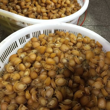 鲍鱼干，小管枣
